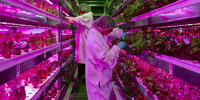 Hydroponic Technology and Data Analytics in Vertical Farming