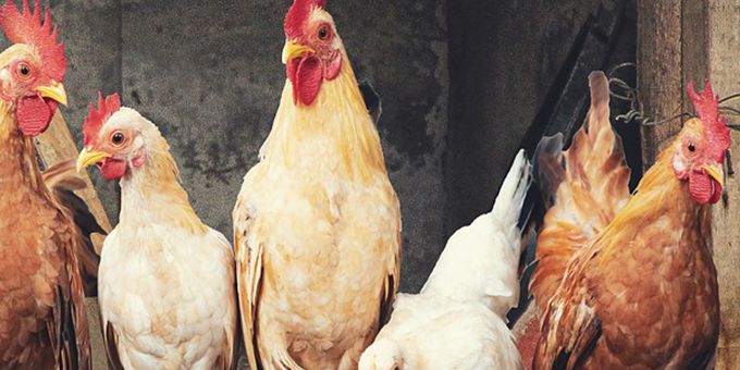 Use of Biosensors in the Poultry Industry?	