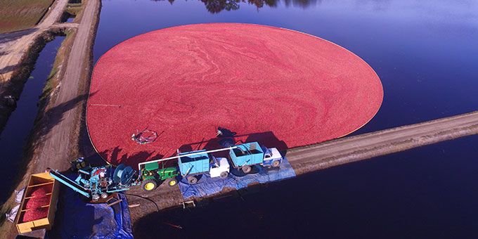 Cranberry Farm Goes High-Tech