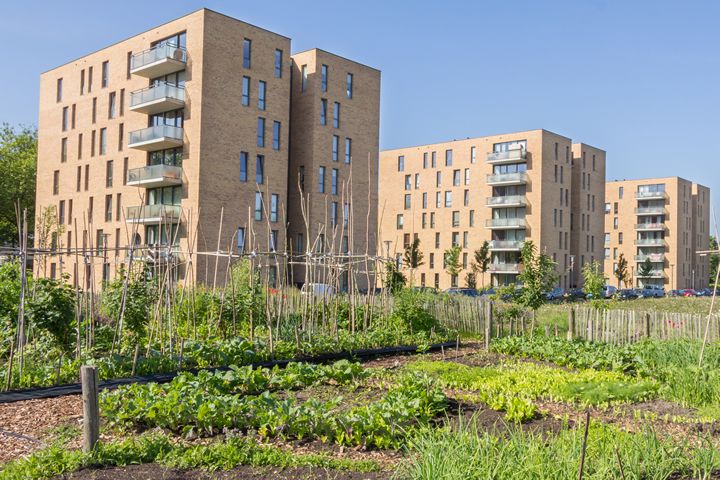 How Can We Make Urban Agriculture More Sustainable?
