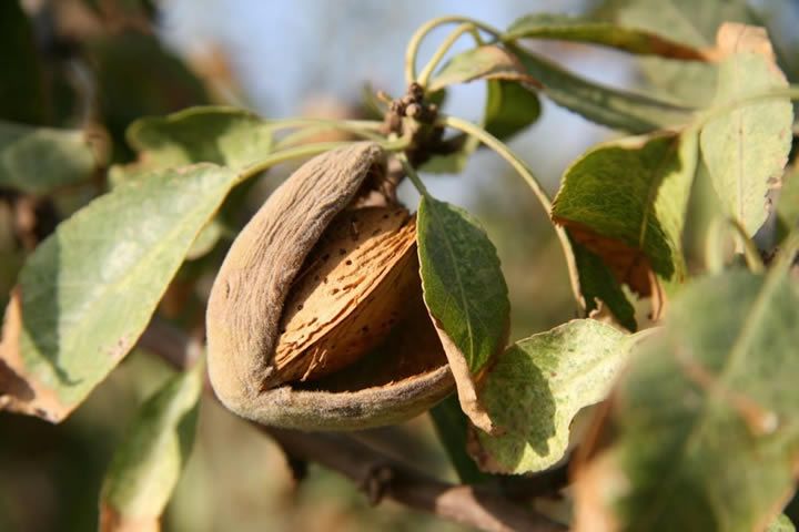 Guarding Your Grove: Understanding Almond Pest Monitoring