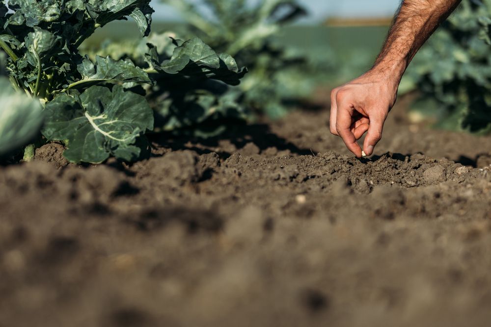 Going back to our roots: sustainable farming with natural minerals