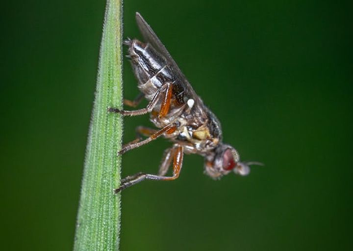 Understanding The Hidden Costs of the Olive Fruit Fly in Commercial Groves