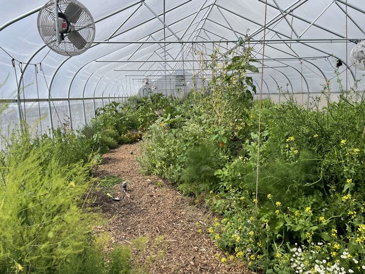 Harnessing Climate-Resilient Greenhouses: The Future of Sustainable Agriculture